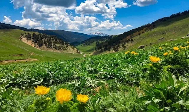 Giresun Alucra Yaylalarında Nadir Güzellik: Sarı Dağ Gülü Yeniden Çiçek Açtı