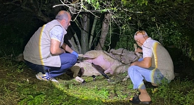 İnegöl’de Yıldırım Faciası: Ağacın Altındaki 6 Küçükbaş Hayvan Telef Oldu