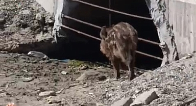 Mudanya Sahilinde Yaban Domuzu Paniği!