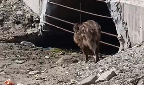Mudanya Sahilinde Yaban Domuzu Paniği!