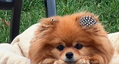 Seren Serengil Köpeği Tokyo’nun Ölümünü Duyurdu