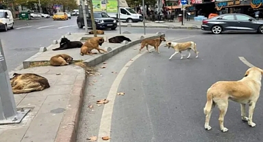 Sokak Köpeği Saldırıları Sonrası 3 Belediye Başkanı Hakkında Soruşturma Süreci Başlatıldı