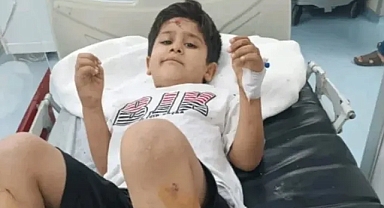 Viranşehir’de Köpek Saldırısı Sonrası Mülkiye Müfettişi Görevlendirildi